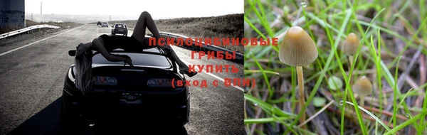 крисы Алзамай